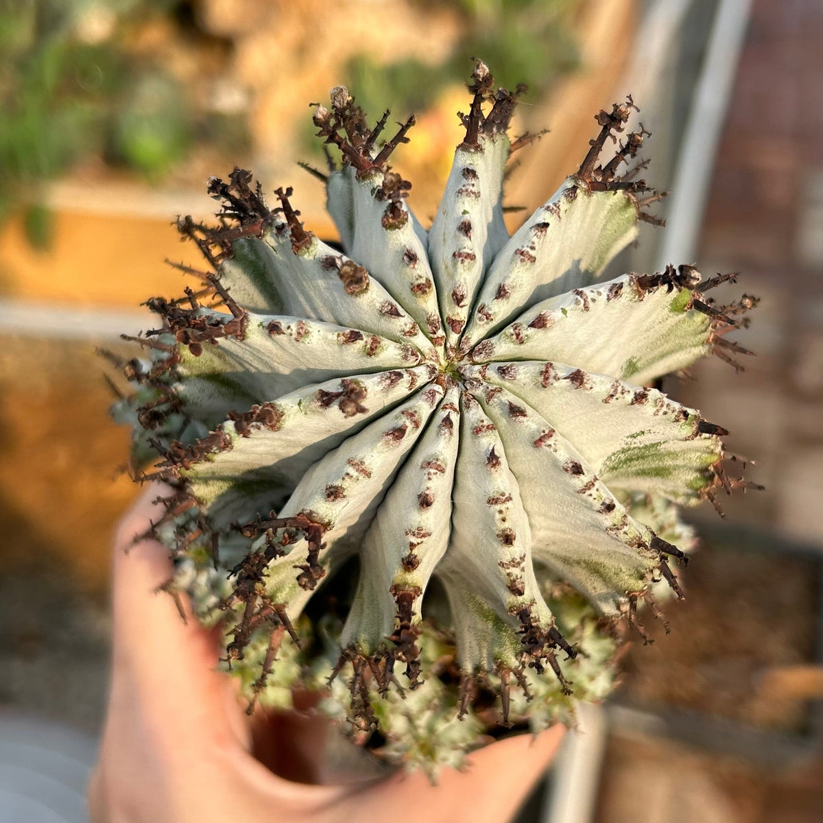 Euphorbia horrida