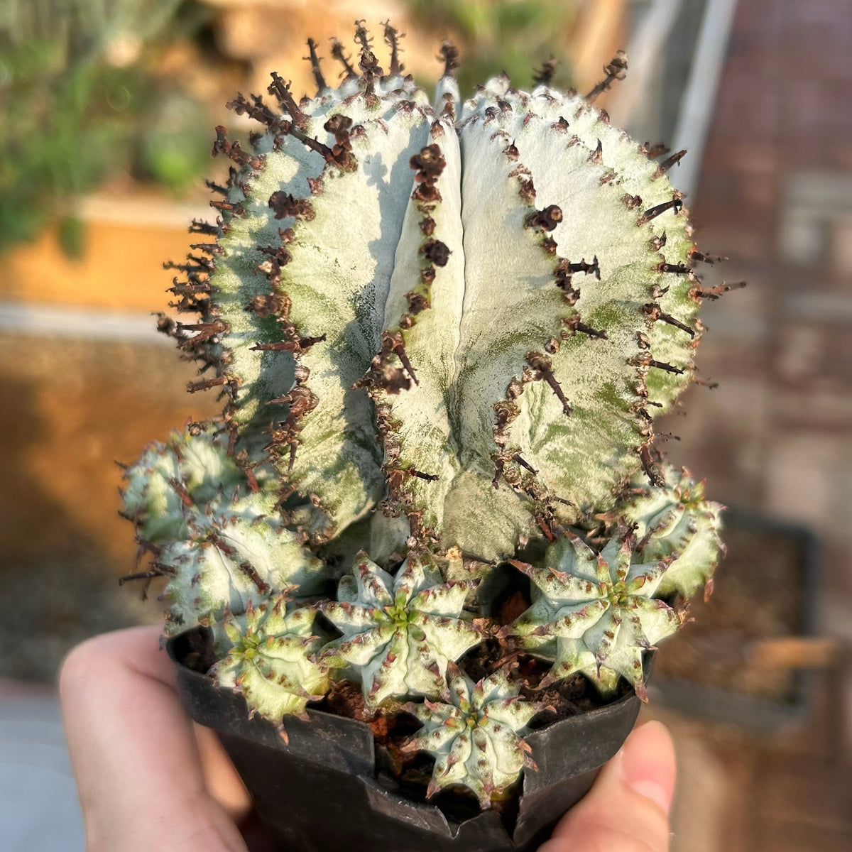 Euphorbia horrida