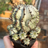 Euphorbia horrida