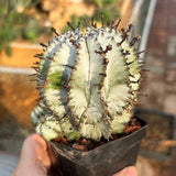 Euphorbia horrida
