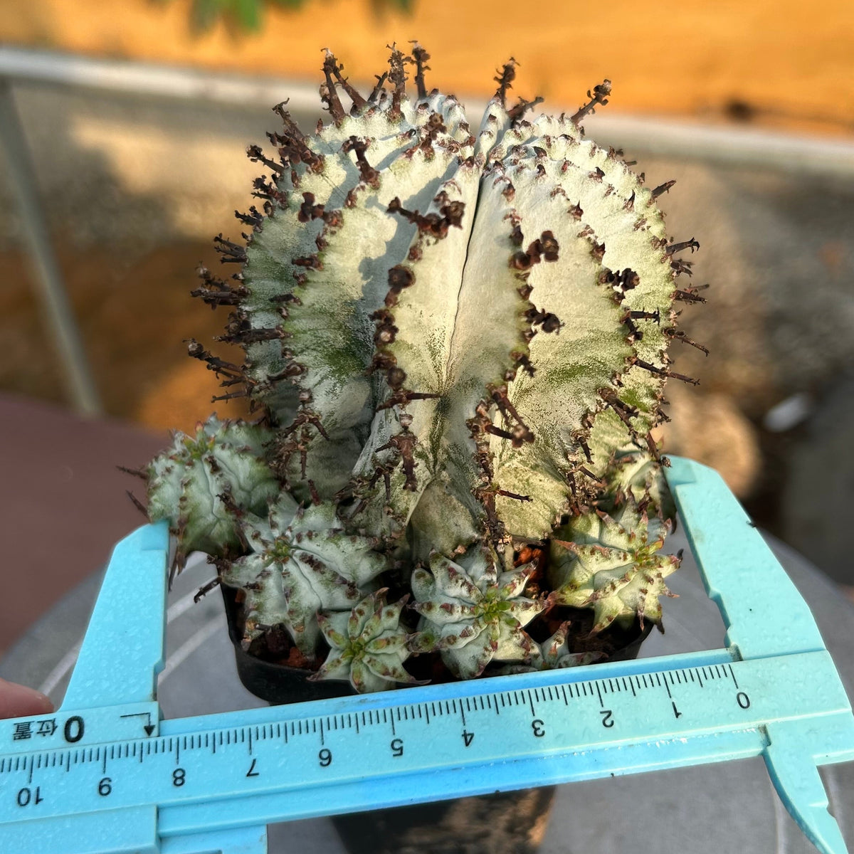 Euphorbia horrida