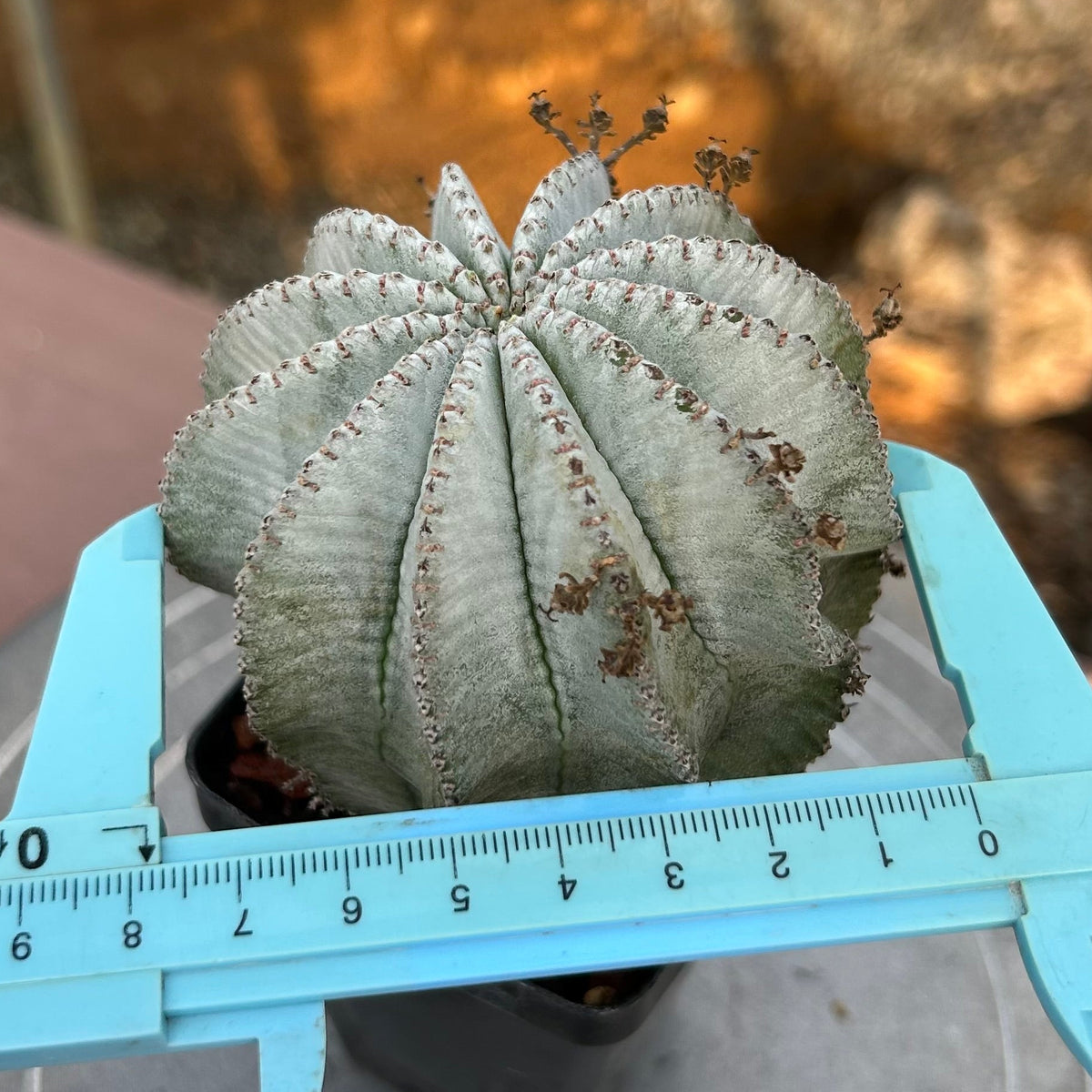 Euphorbia horrida