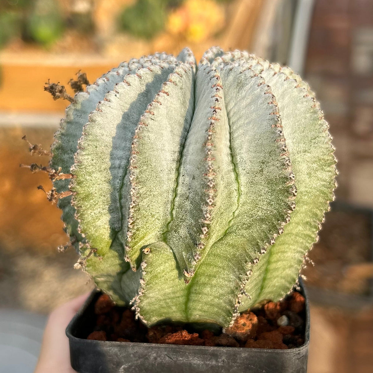 Euphorbia horrida