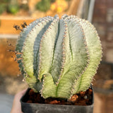 Euphorbia horrida