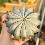 Euphorbia horrida