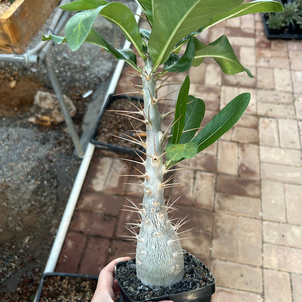 Pachypodium leallii — Pachypodium — listed size W5.3cm — No.546 — image 1: potted plant with a tall spiny trunk and narrow leaves
