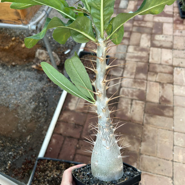 Pachypodium leallii — Pachypodium — listed size W5.3cm — No.546 — image 2: potted plant with a tall spiny trunk and narrow leaves