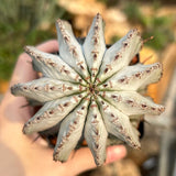 Euphorbia horrida