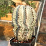 Euphorbia horrida
