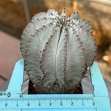 Euphorbia horrida