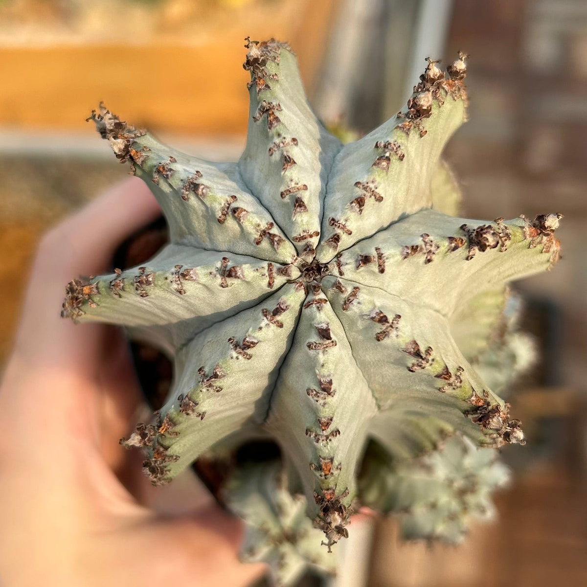 Euphorbia horrida