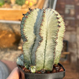 Euphorbia horrida