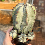 Euphorbia horrida