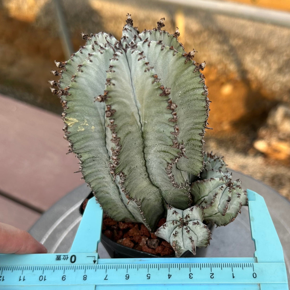 Euphorbia horrida