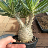Pachypodium rosulatum var. gracilius