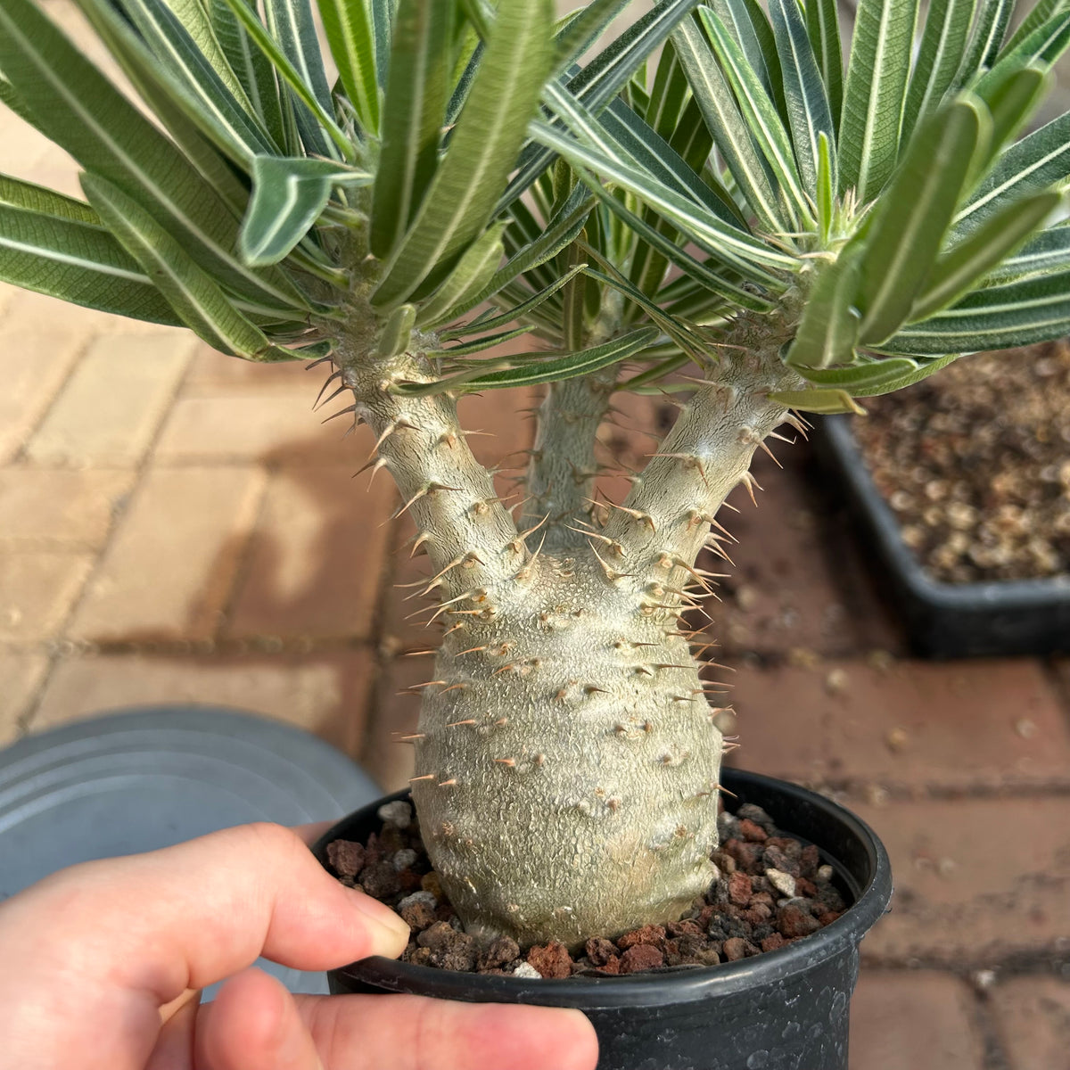 Pachypodium rosulatum var. gracilius