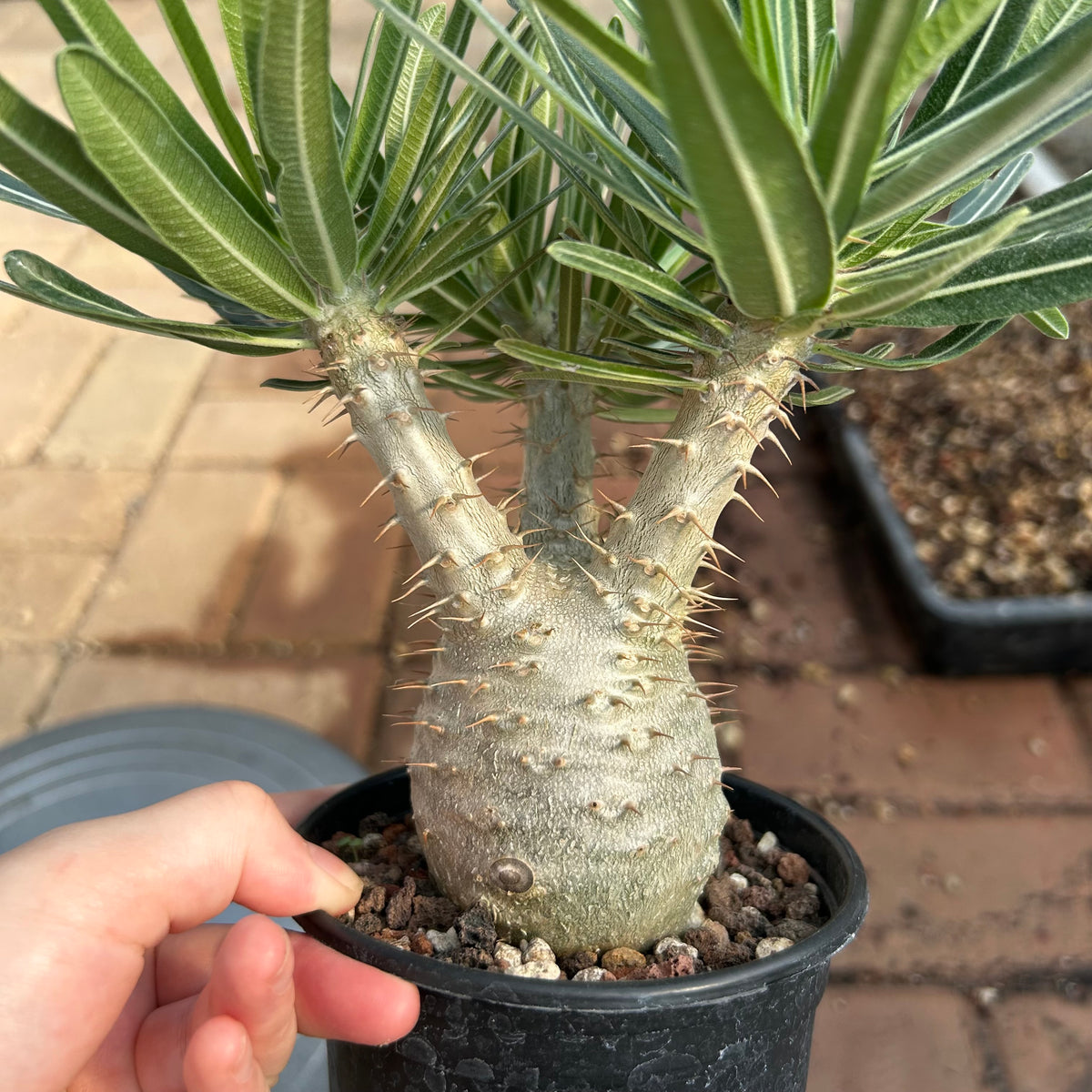 Pachypodium rosulatum var. gracilius