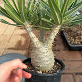 Pachypodium rosulatum var. gracilius