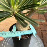 Pachypodium rosulatum var. gracilius