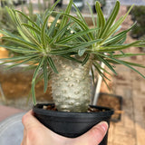 Pachypodium rosulatum var. gracilius