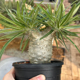 Pachypodium rosulatum var. gracilius