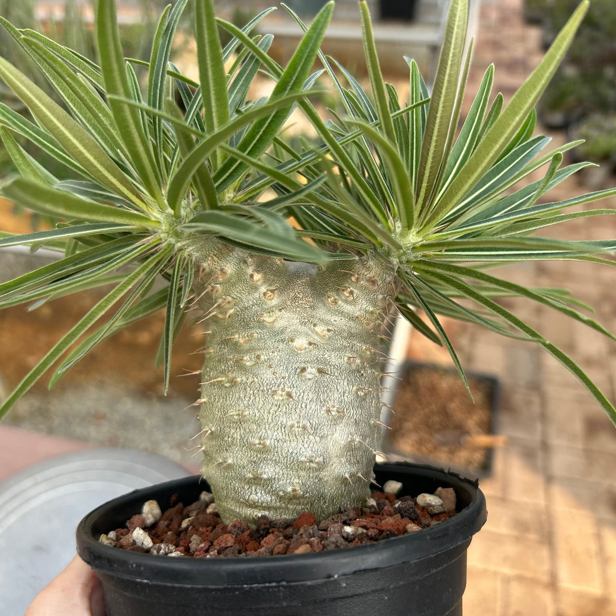 Pachypodium rosulatum var. gracilius