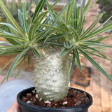 Pachypodium rosulatum var. gracilius
