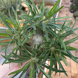 Pachypodium rosulatum var. gracilius