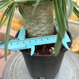 Pachypodium rosulatum var. gracilius
