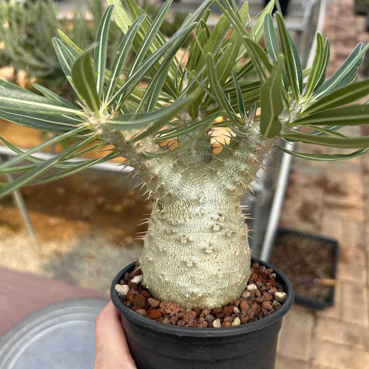 Pachypodium rosulatum var. gracilius