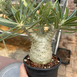 Pachypodium rosulatum var. gracilius