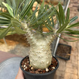 Pachypodium rosulatum var. gracilius