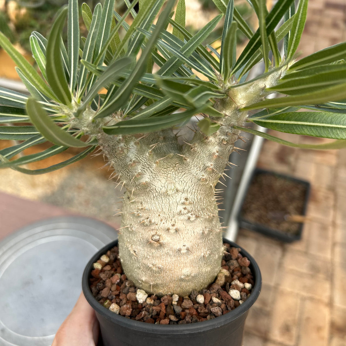 Pachypodium rosulatum var. gracilius