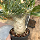 Pachypodium rosulatum var. gracilius