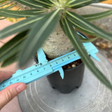 Pachypodium rosulatum var. gracilius