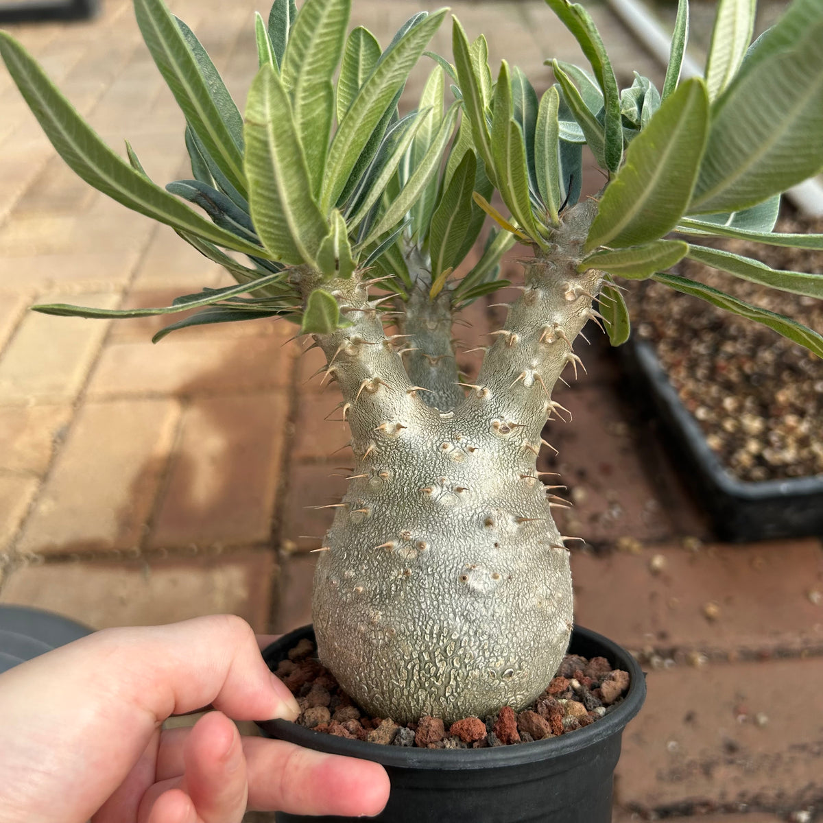 Pachypodium rosulatum var. gracilius