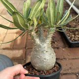 Pachypodium rosulatum var. gracilius