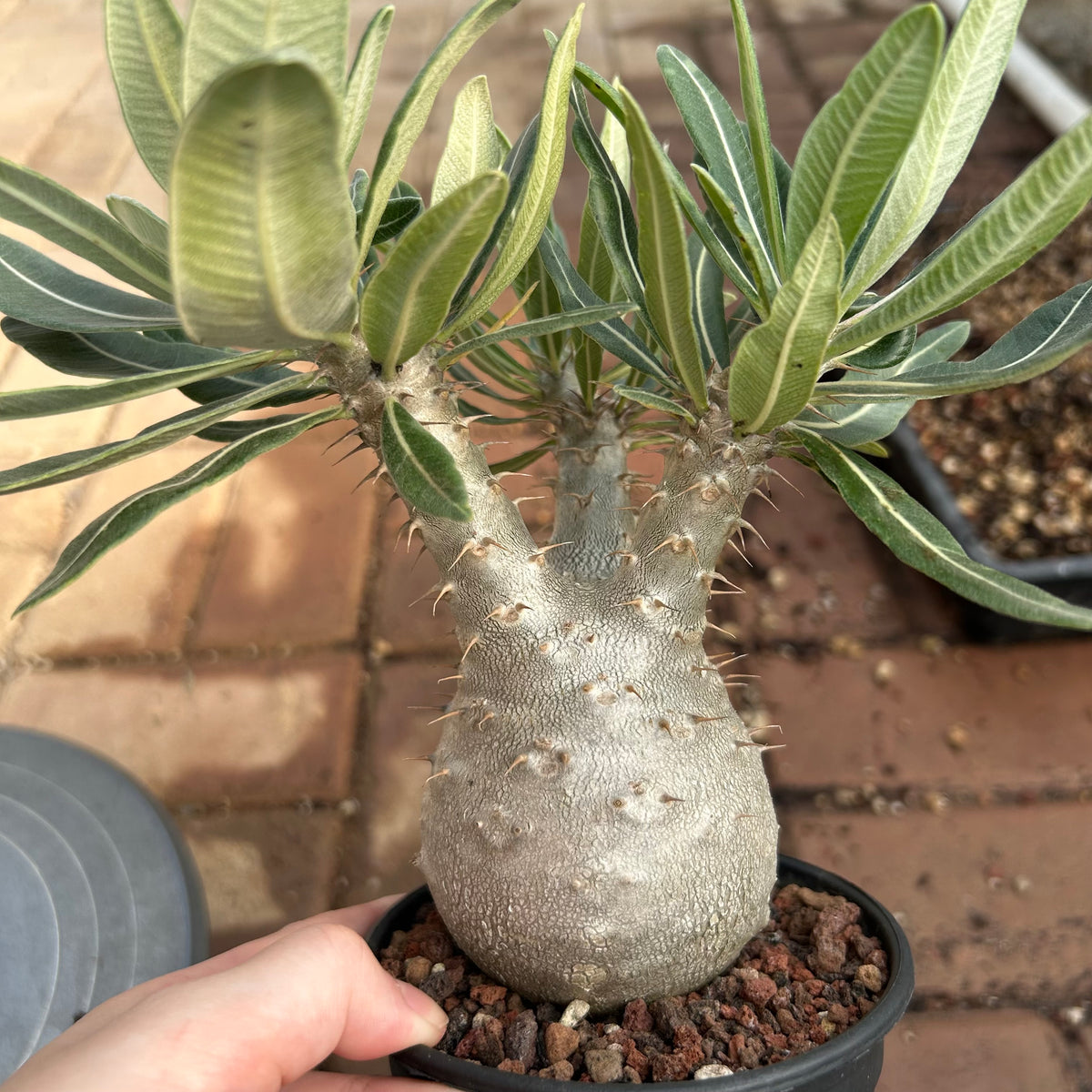 Pachypodium rosulatum var. gracilius
