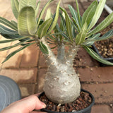 Pachypodium rosulatum var. gracilius