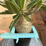 Pachypodium rosulatum var. gracilius