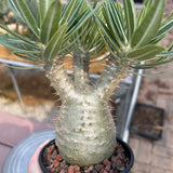 Pachypodium rosulatum var. gracilius