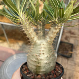 Pachypodium rosulatum var. gracilius