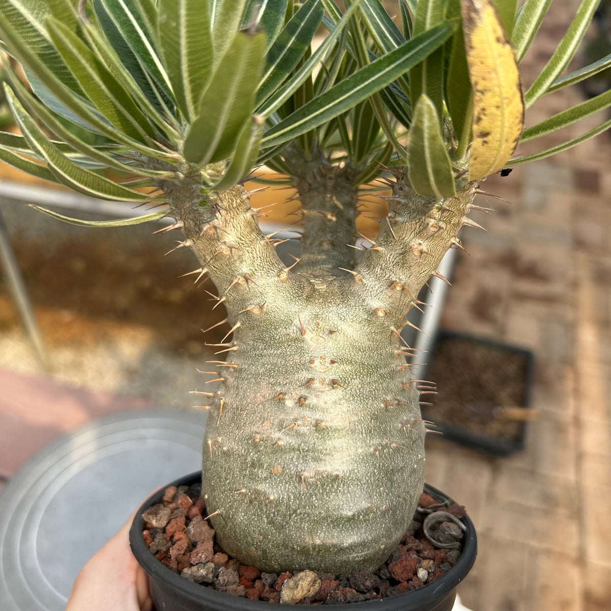 Pachypodium rosulatum var. gracilius