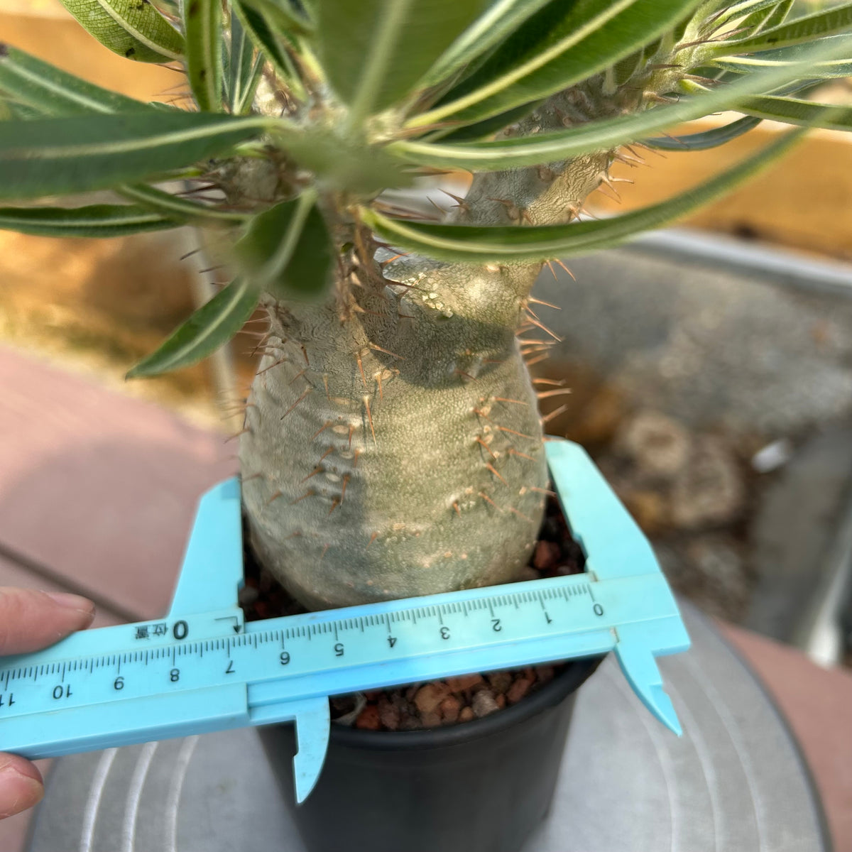 Pachypodium rosulatum var. gracilius