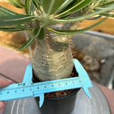 Pachypodium rosulatum var. gracilius