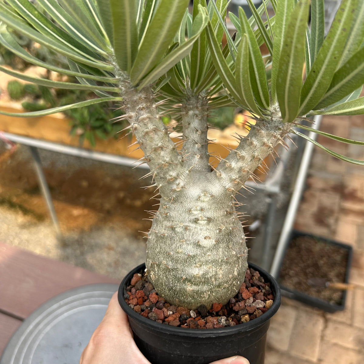 Pachypodium rosulatum var. gracilius