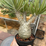 Pachypodium rosulatum var. gracilius