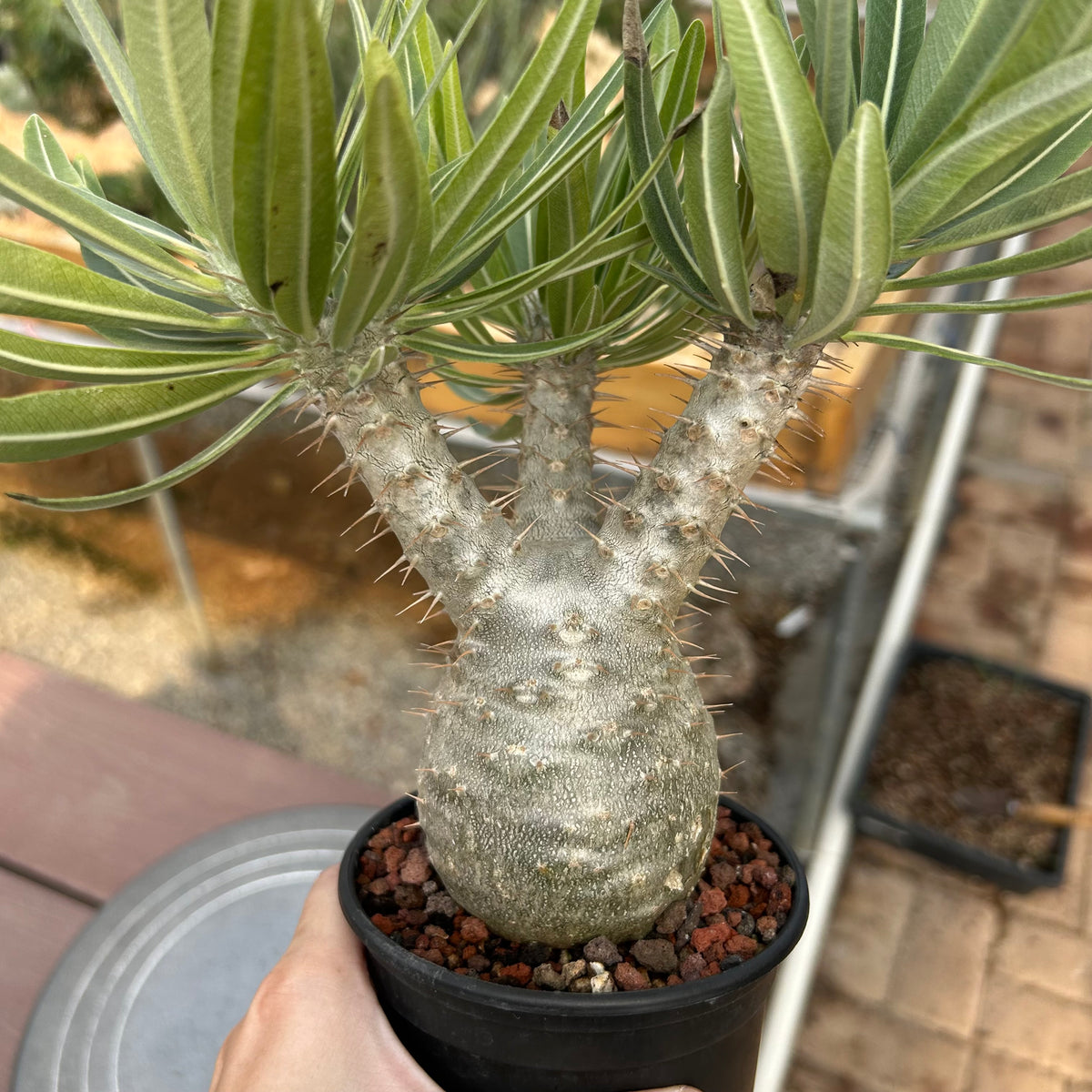 Pachypodium rosulatum var. gracilius