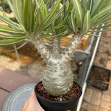 Pachypodium rosulatum var. gracilius