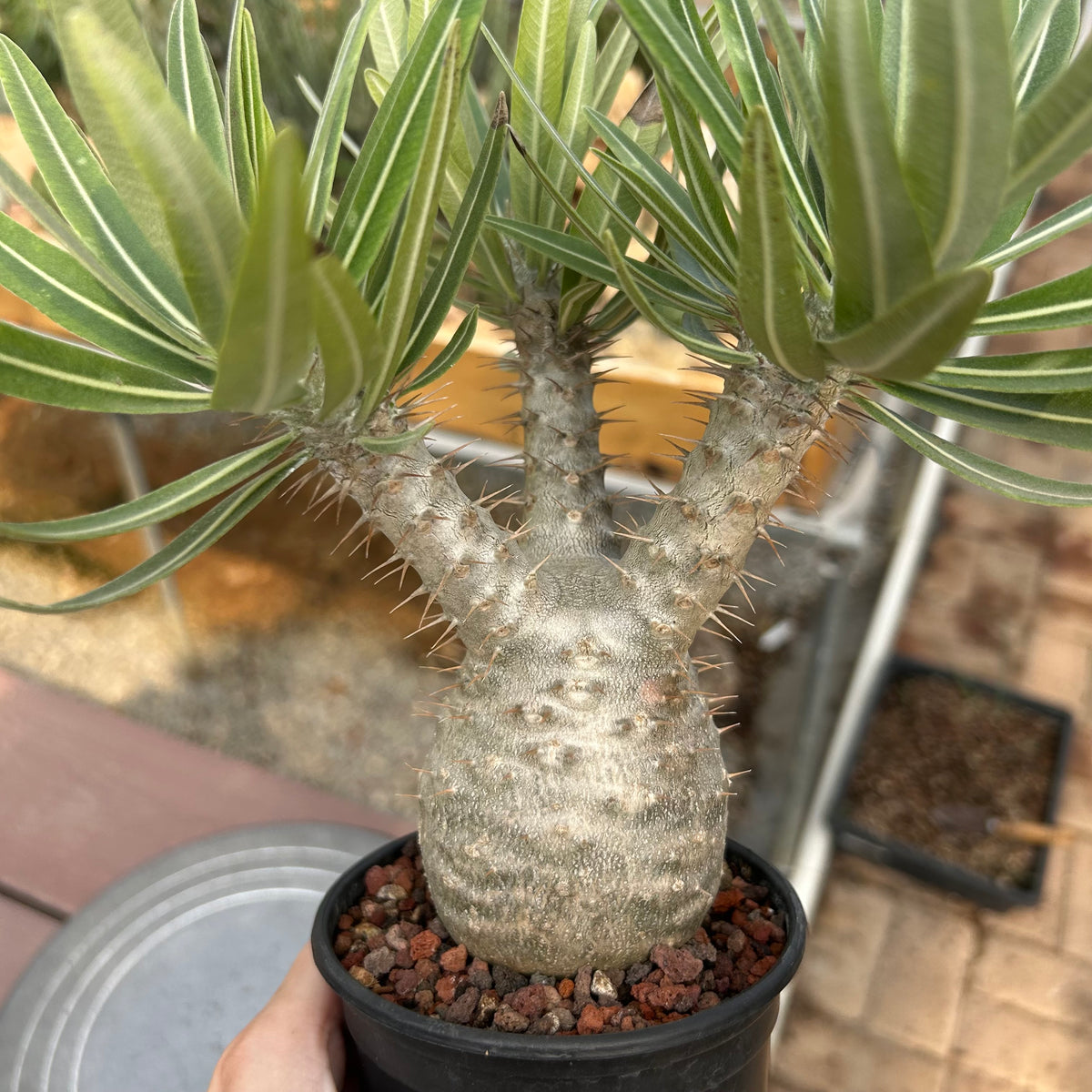 Pachypodium rosulatum var. gracilius